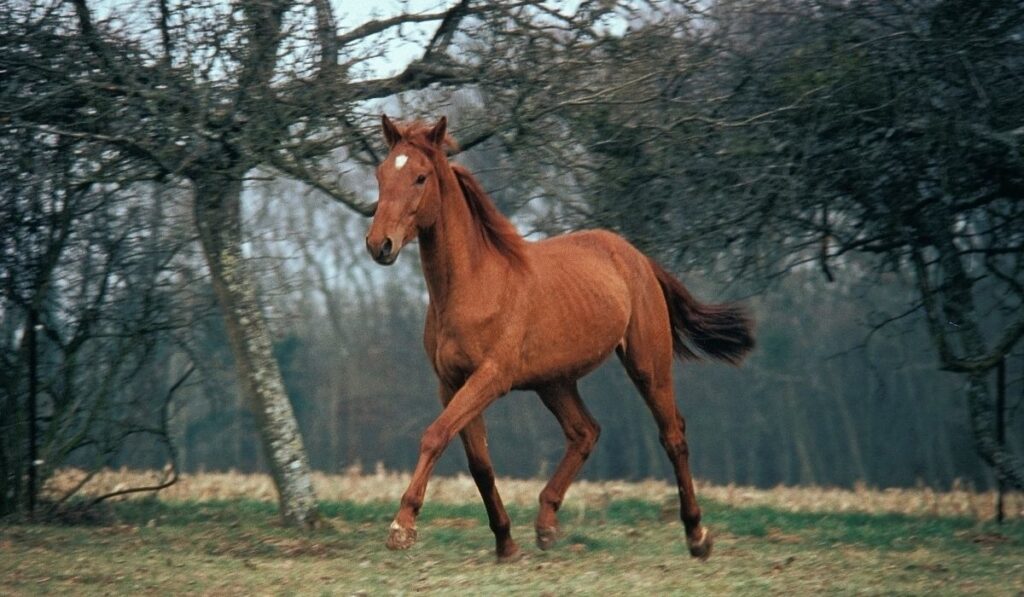 Selle Francais Horse running