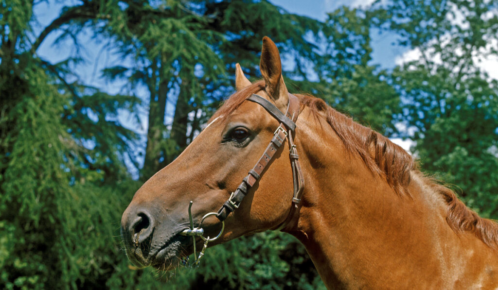 Selle Francais Horse close up photo