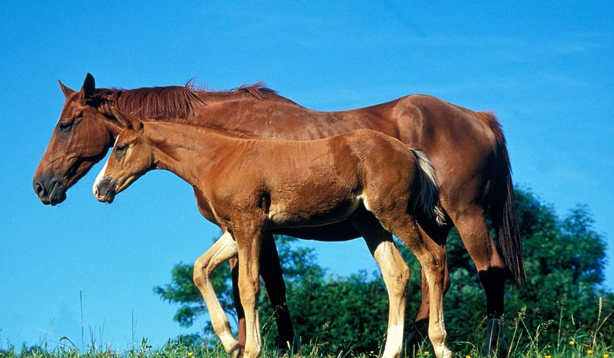 Selle Francais Horse with foal against goal background
