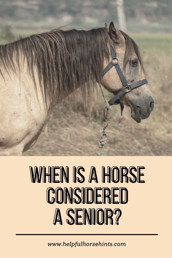 When Is A Horse Considered A Senior? - Pinterest Pin