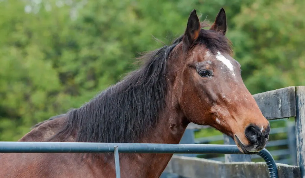 Senior horse