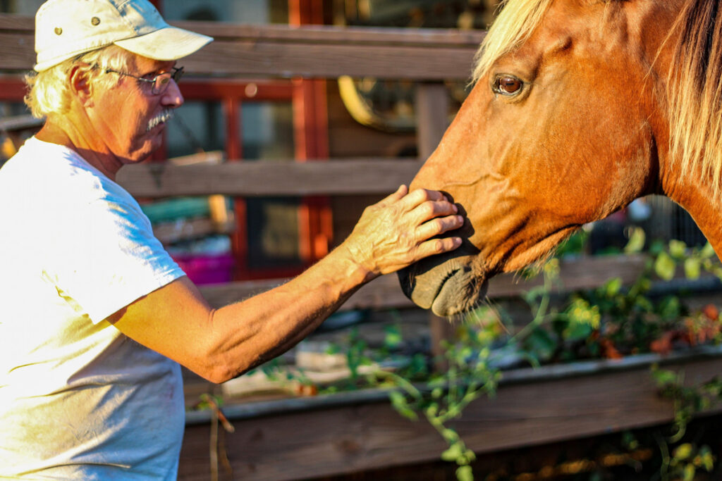 Senior man petting his Beautiful red brown rocky mountain gaited stallion with blond mane 