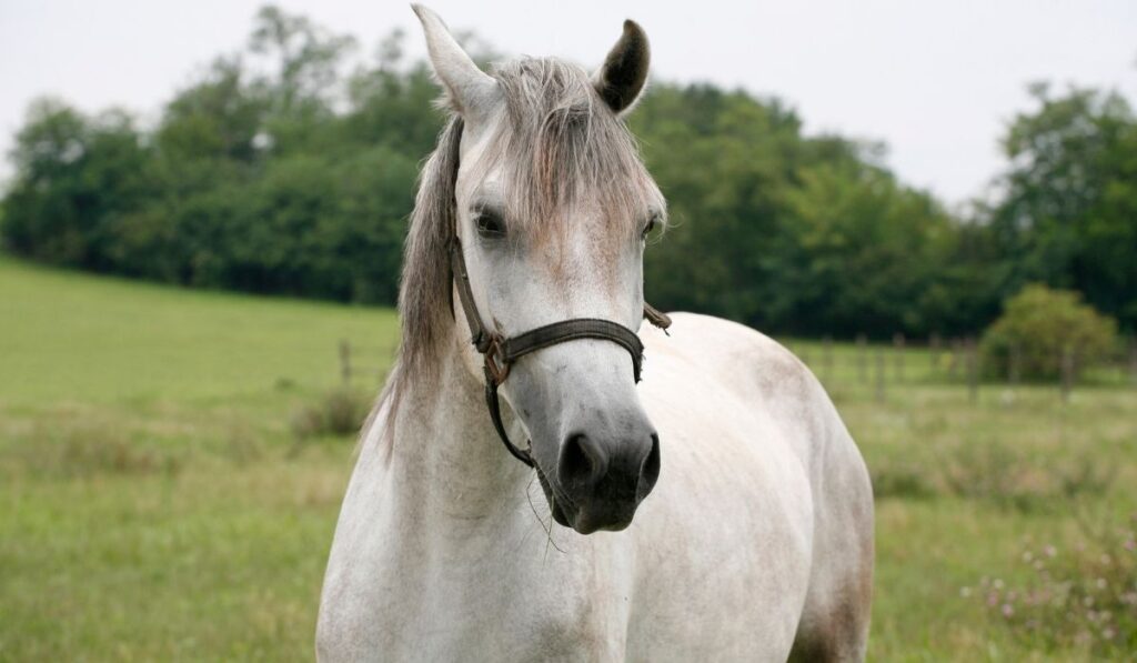 Shagya Arabian