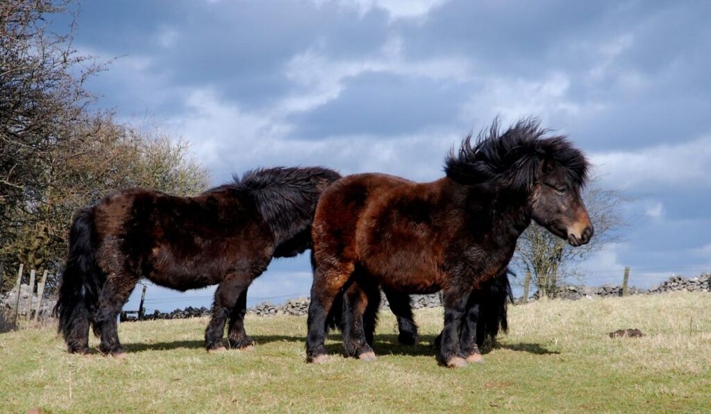 Shetland Ponies