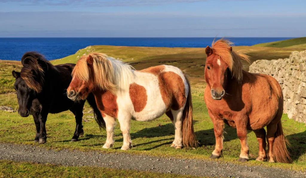 worlds smallest horse breed