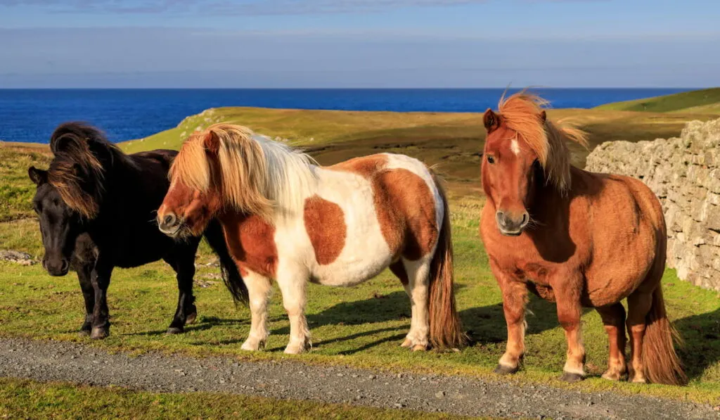 Shetland Ponies on the sunny cliff top