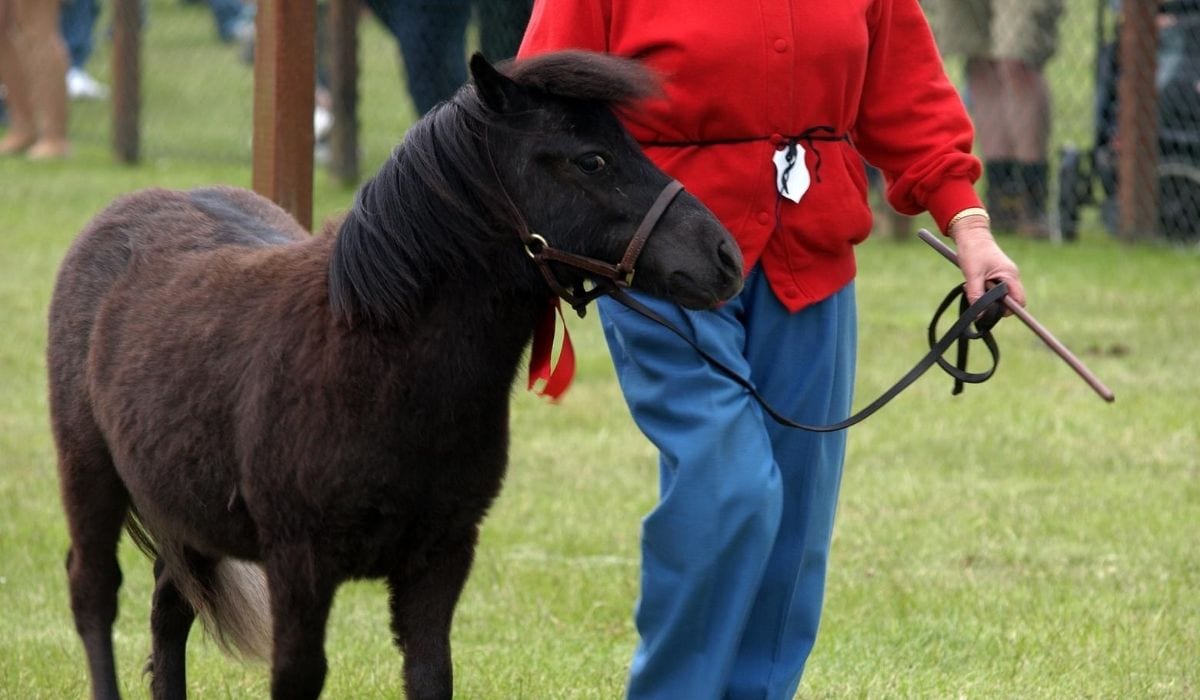Shetland Ponies with leash