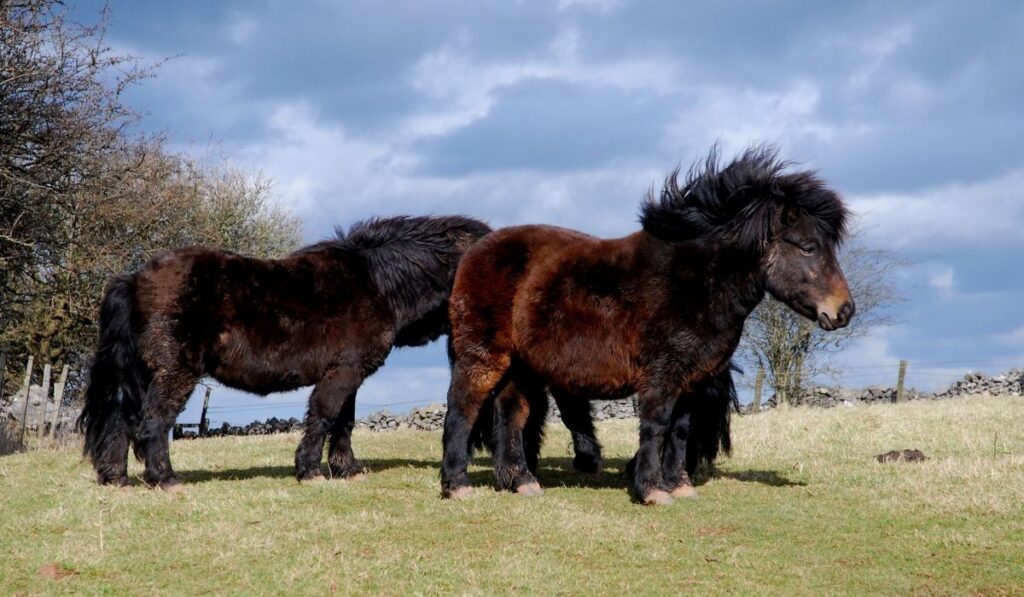 Shetland Pony Breed