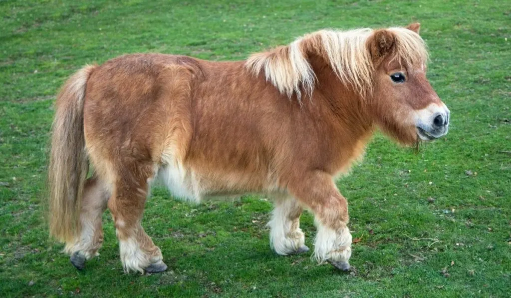 Shetland Pony in Grass Field