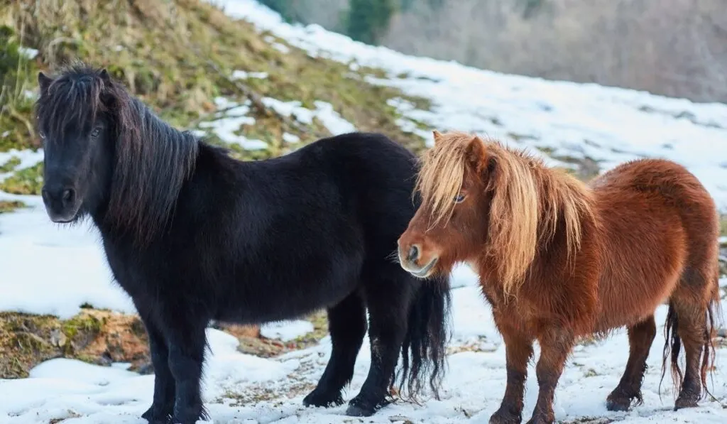 Brown and black Shetland Pony in winter