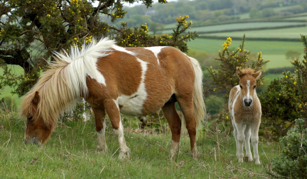 Shetland Pony 