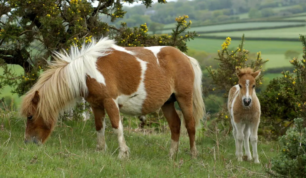Shetland Pony