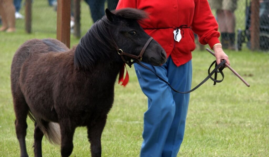 Shetland pony with trainer