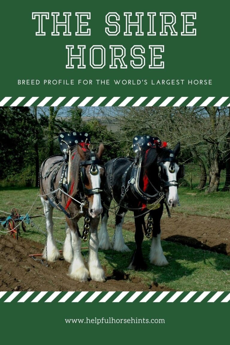 Shire Horse Breed Profile for the World's Largest Horse Helpful
