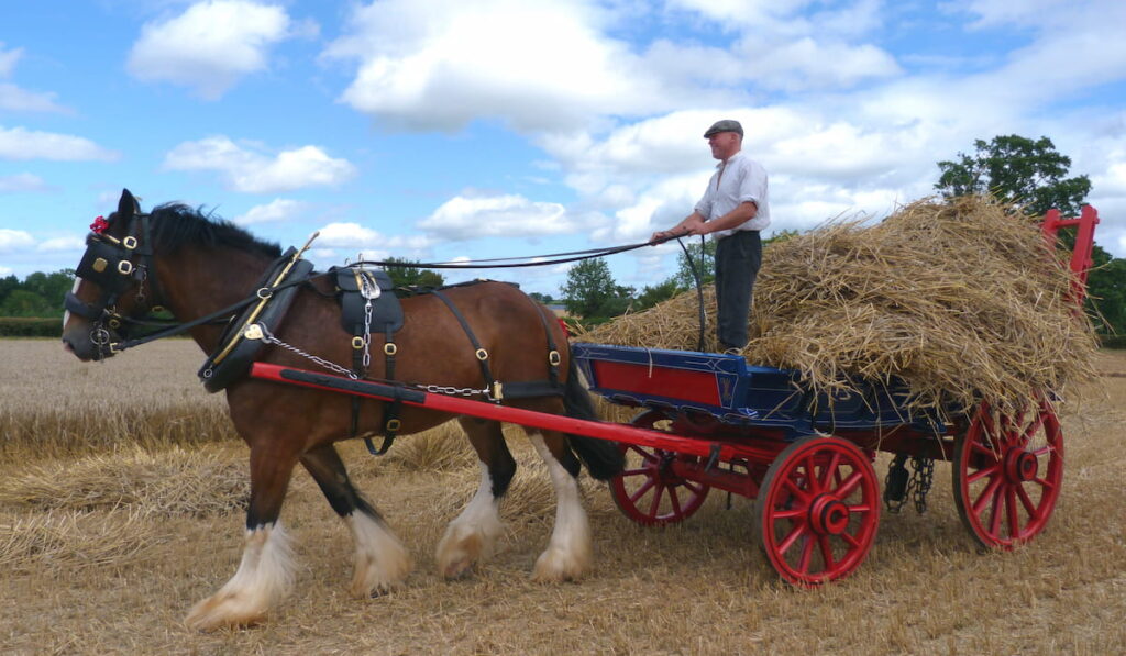 Shire Horse at an Agricultural Country Show