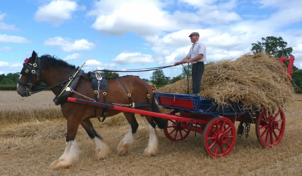 Shire Horse at an Agricultural Country Show