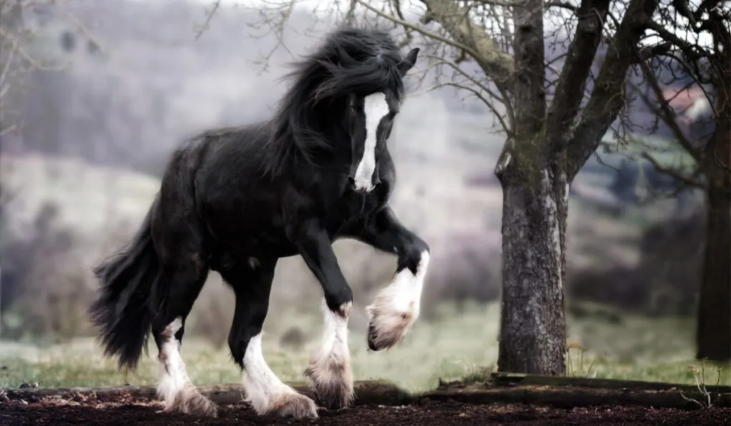 Shire Horse stallion draft horse