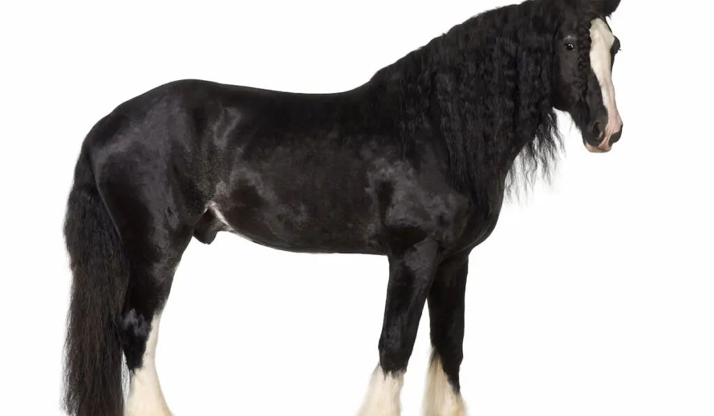 Shire Horse standing against white background 