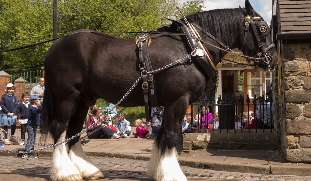 Shire horse standing on street