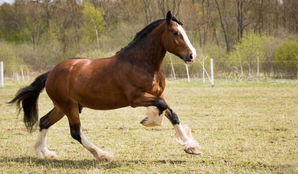 Shire horse running