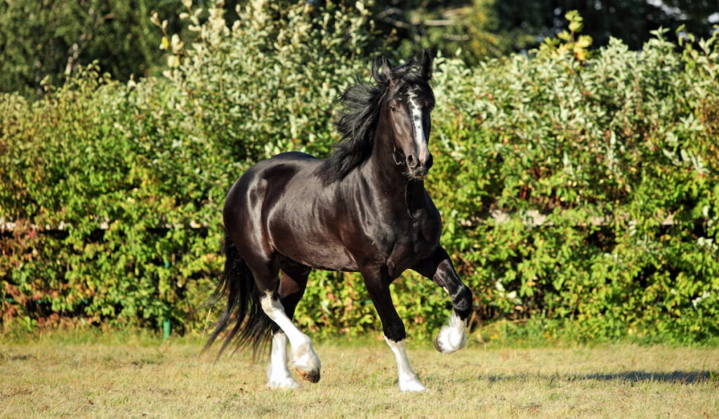 Shire horse 