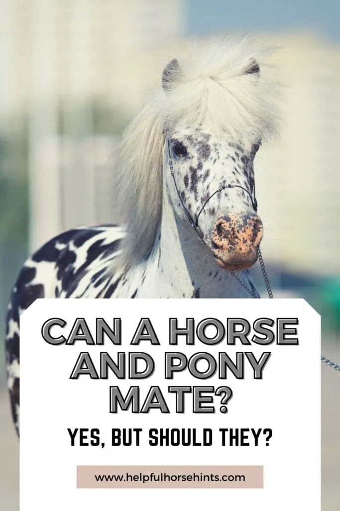 Pinterest pin - Should a horse and pony mate