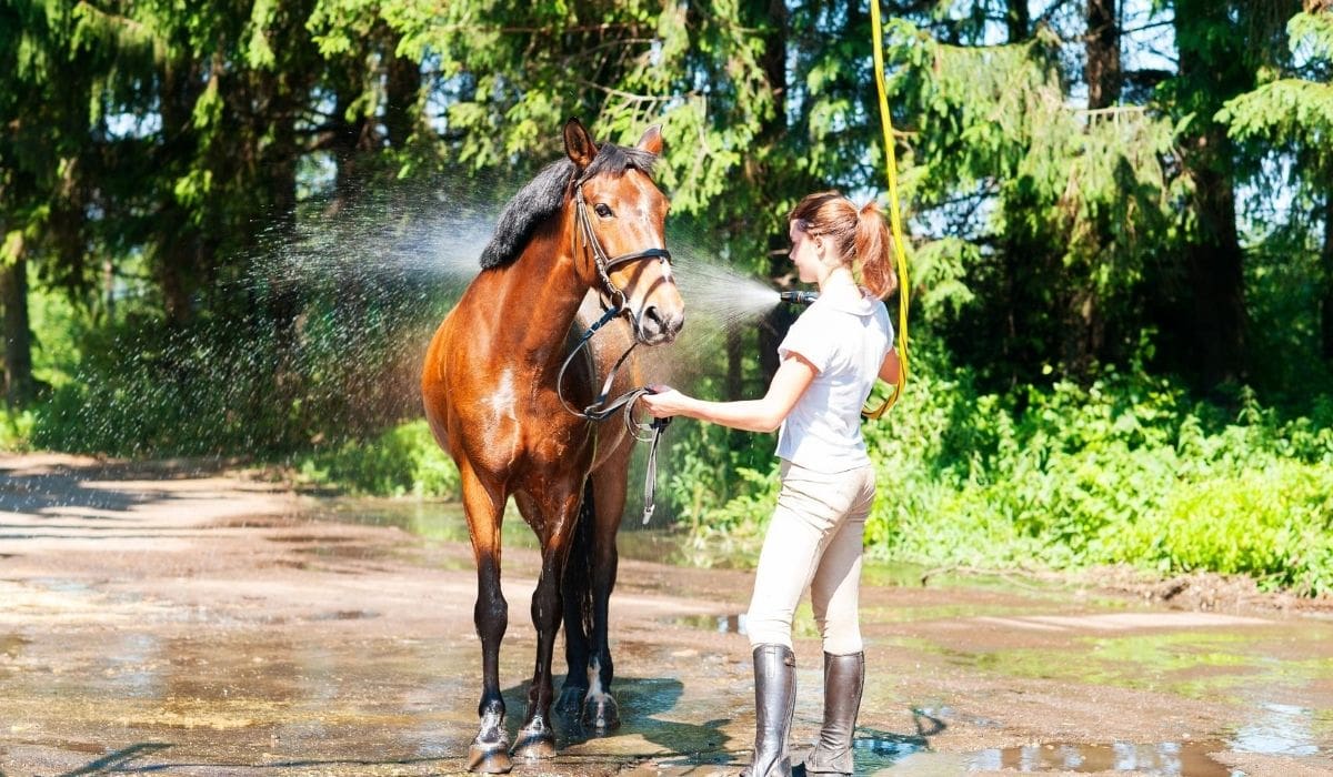 Showering the Horse