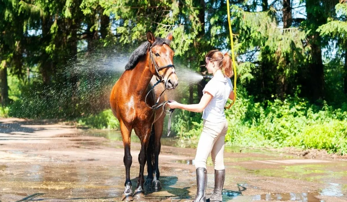 Showering the Horse