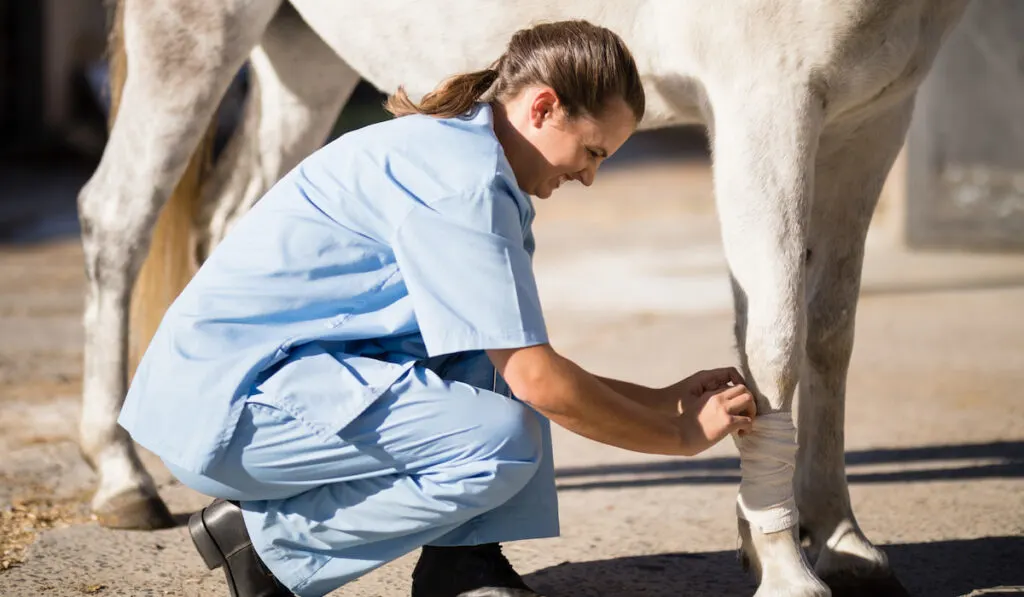 Side view of female vet bandaging horse leg 