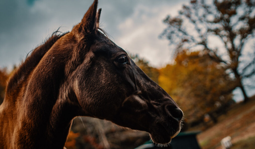 Side view profile of a rocky mountain pleasure horse against sky and tree background