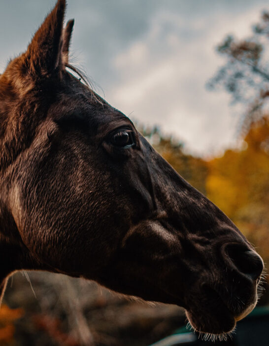 side view profile of a rocky mountain pleasure horse against sky and tree background