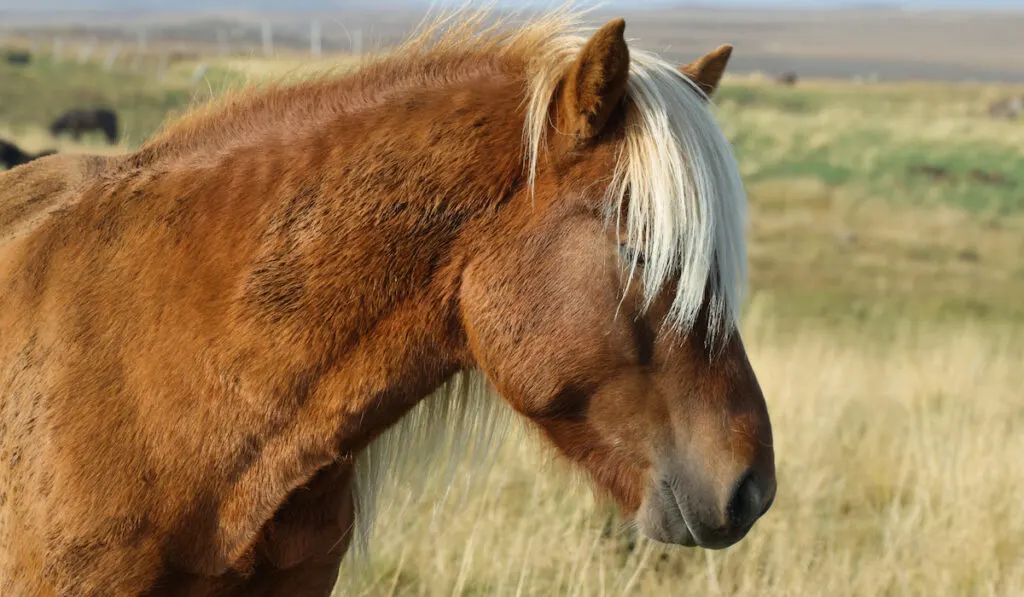 Sideview of brown Icelandic horse in the grassland