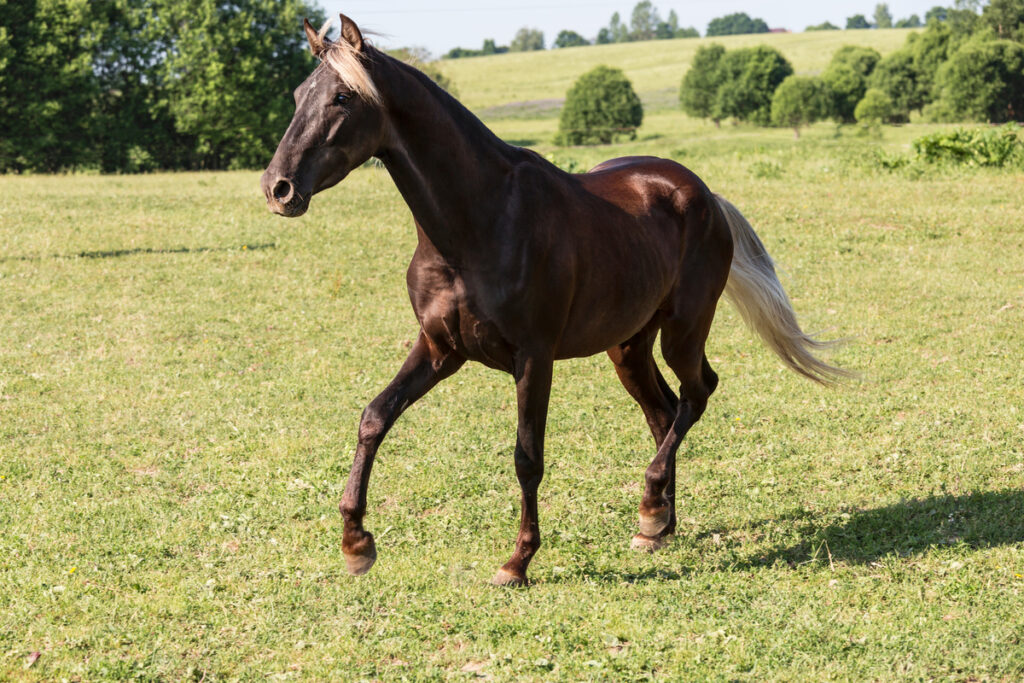 Silverblack rocky mountain horse running in an open field