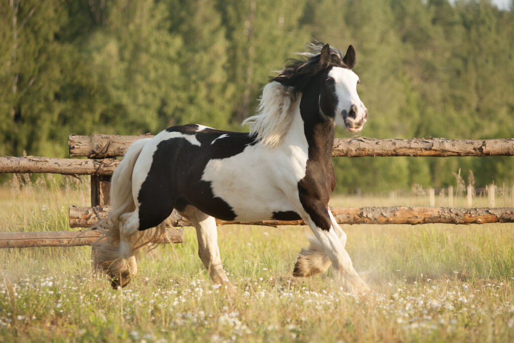 Skewbald gypsy vanner horse gallops in pasture