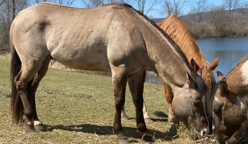 horses eating hay straw near the lake