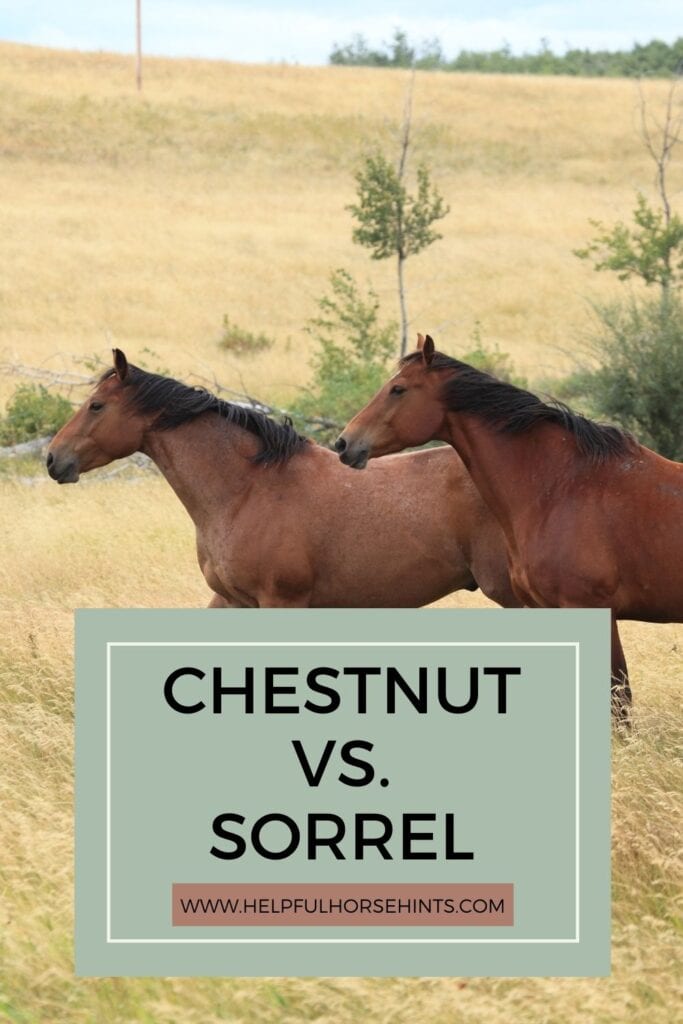 Pinterest pin - Sorrel Vs. Chestnut Horse