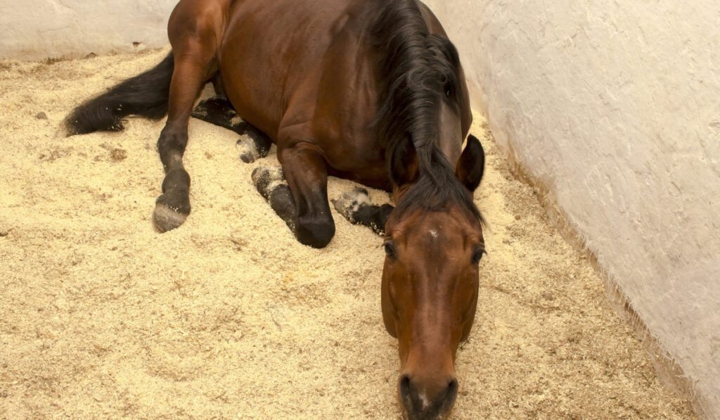 Sorrel horse is on the sawdust in a stall craning his neck
