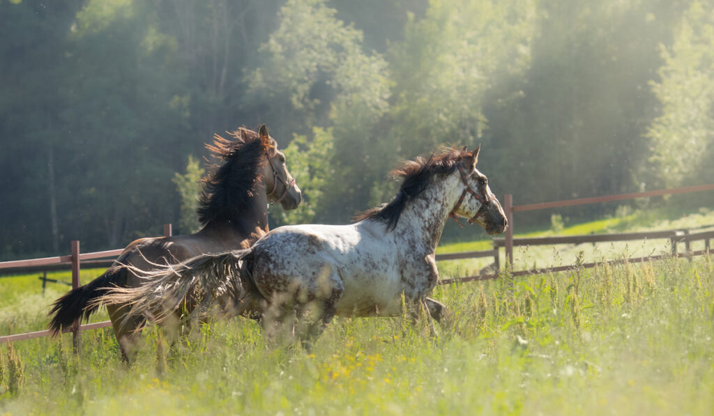 Spanish and Appaloosa Horses walks in field 