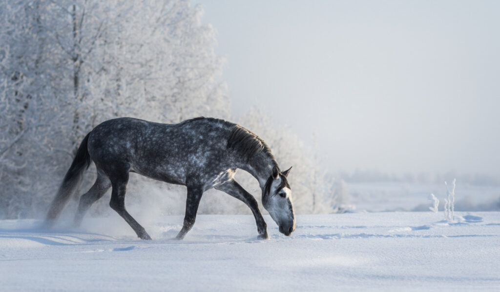 Spanish gray horse walks on freedom at winter ee220401 
