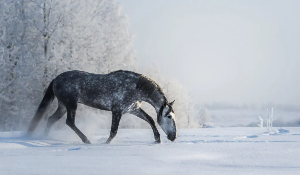 Spanish gray horse walks on freedom at winter ee220401