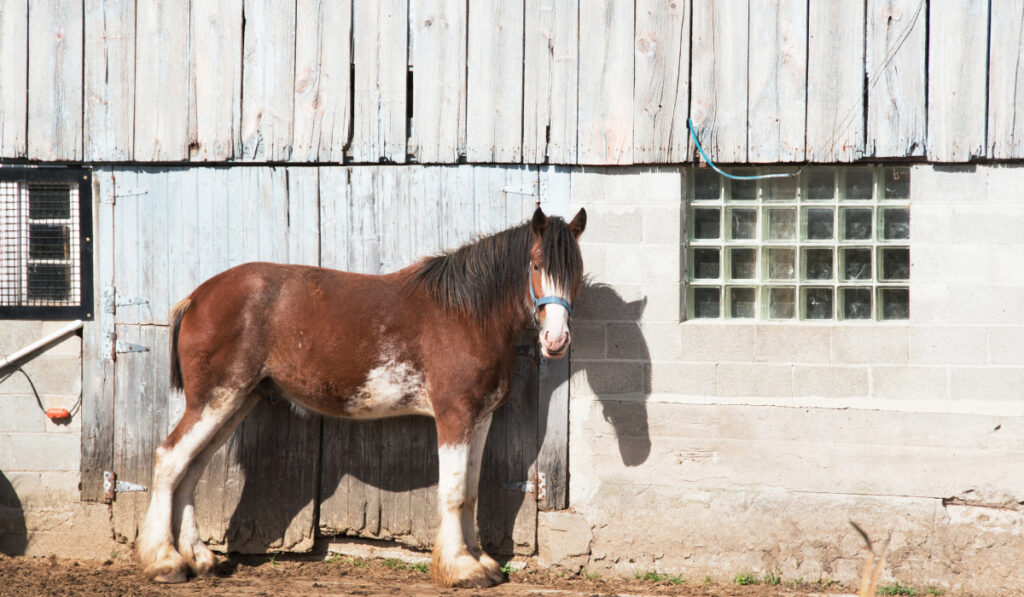 Spotted draft Horse standing near the ranch house.