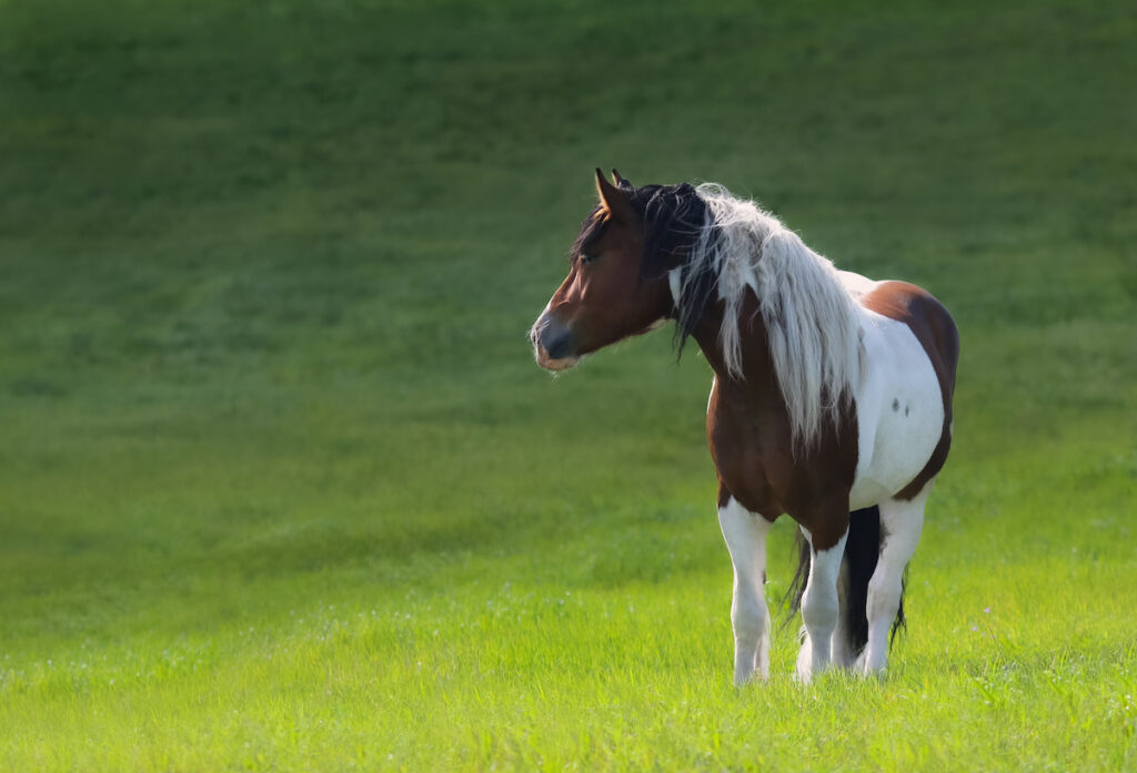 Spotted Draft Horse looking away standing on the green grass