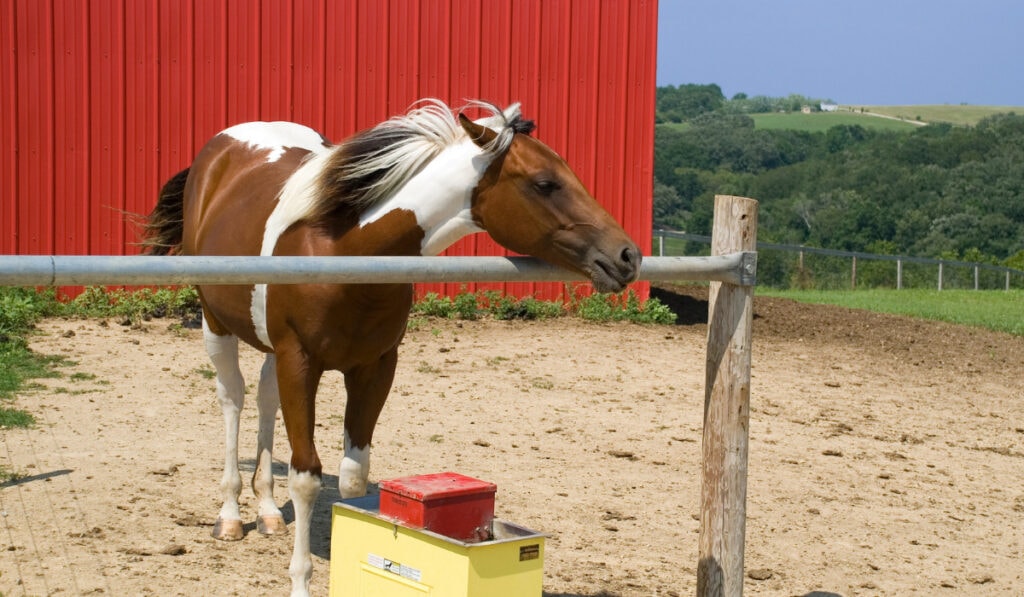 Spotted Saddle Horse laying its head on the rod with red background.