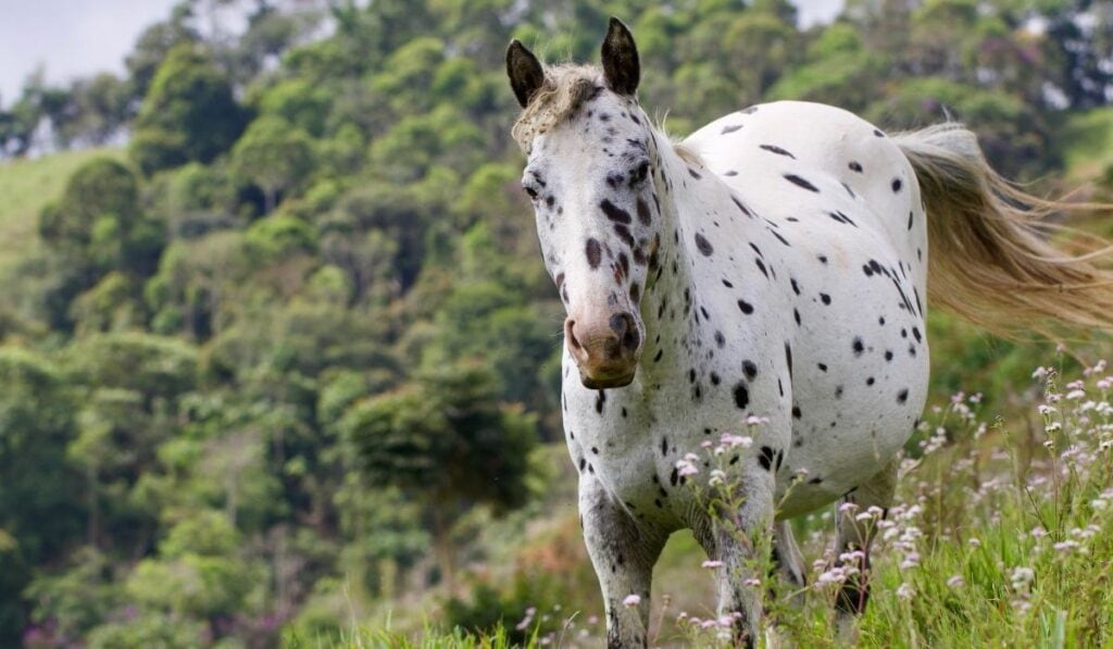 Spotted Saddle Horse