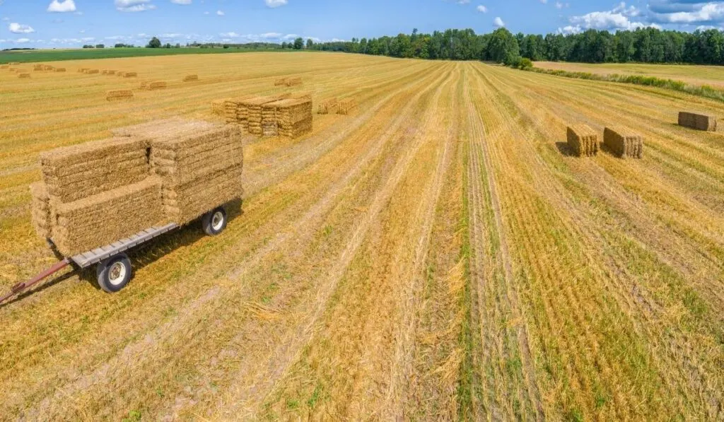 Square Bales hay stacked in the field