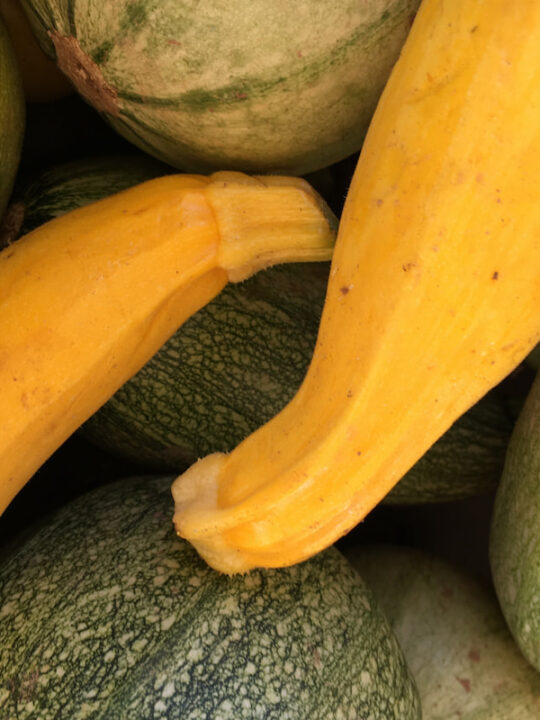 Squash and Zucchini