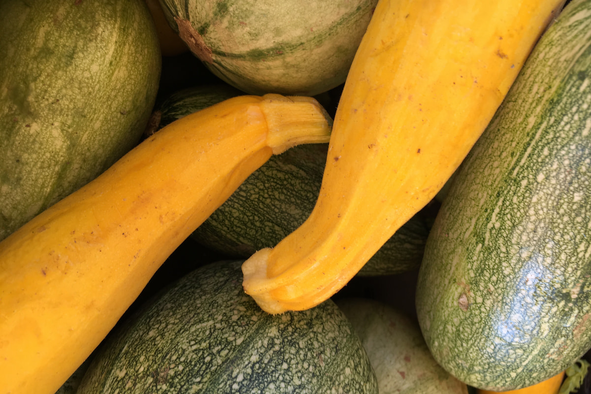 Can Zucchini Be Poisonous