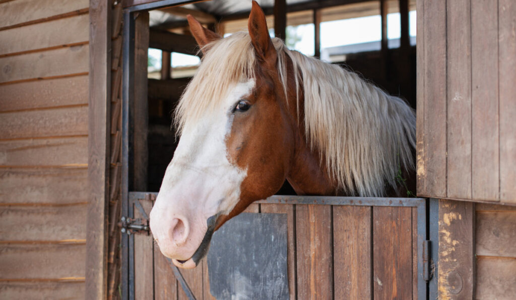 Stables with horses on a farm