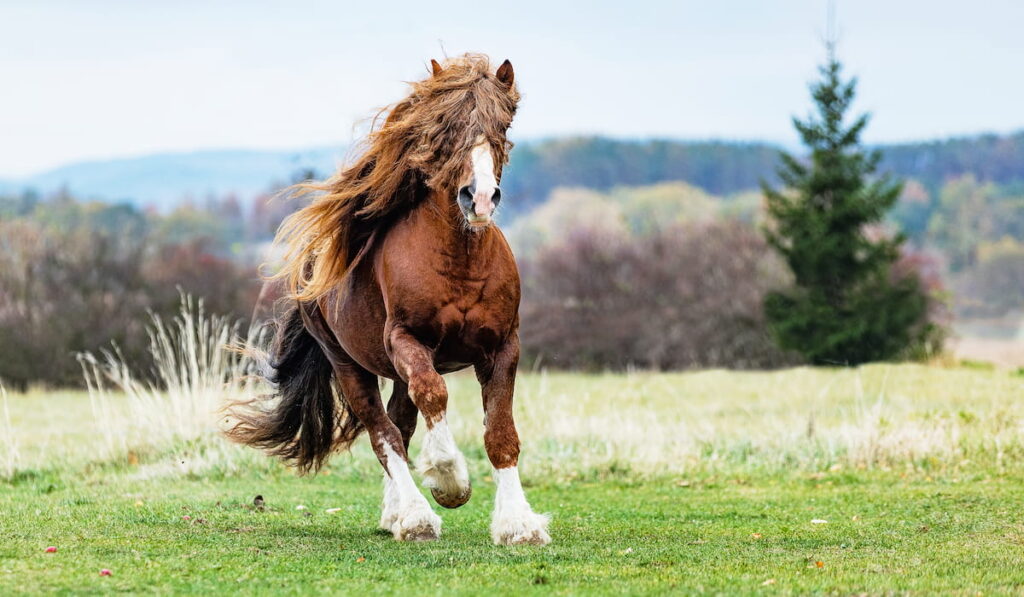 Stallion Percheron Horse 