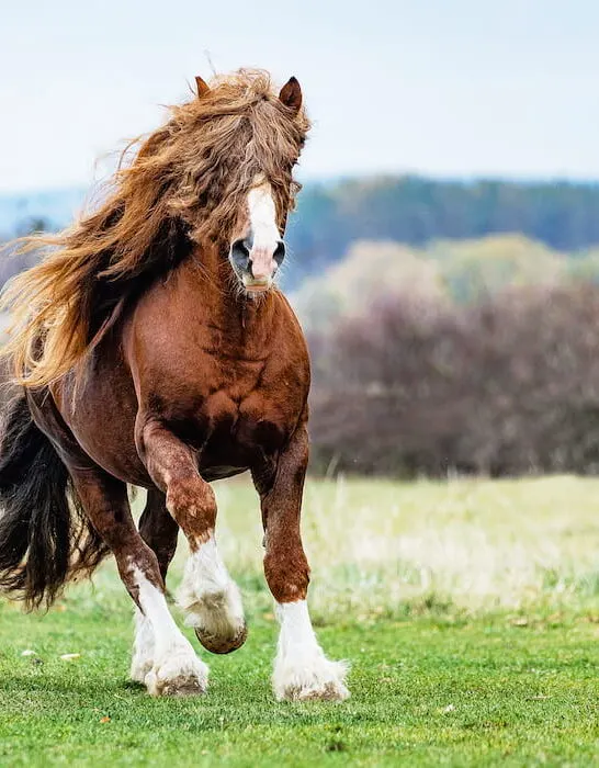 running Percheron Horse